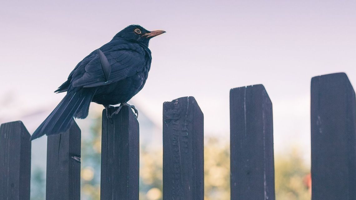 Polscy naukowcy przyjrzeli się ptakom. Znaleźli w nich "jednorazówki" 