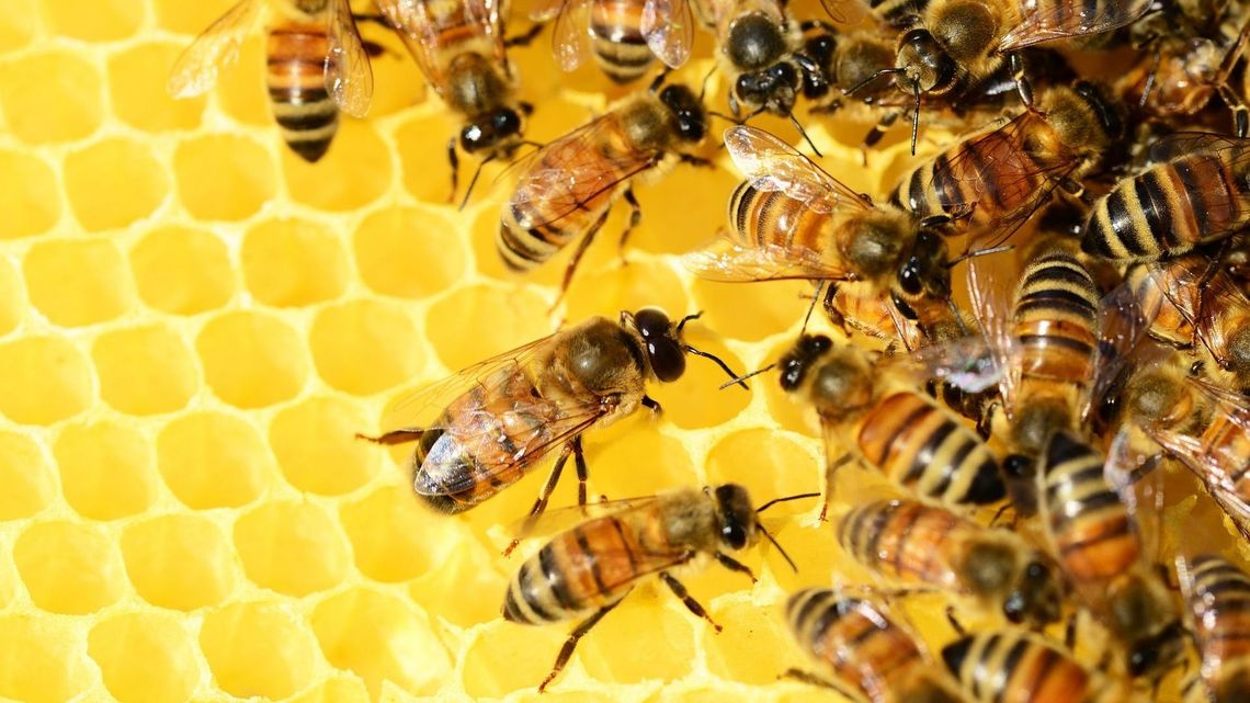 Polska pszczoła nie powinna narzekać. Polityczne wsparcie