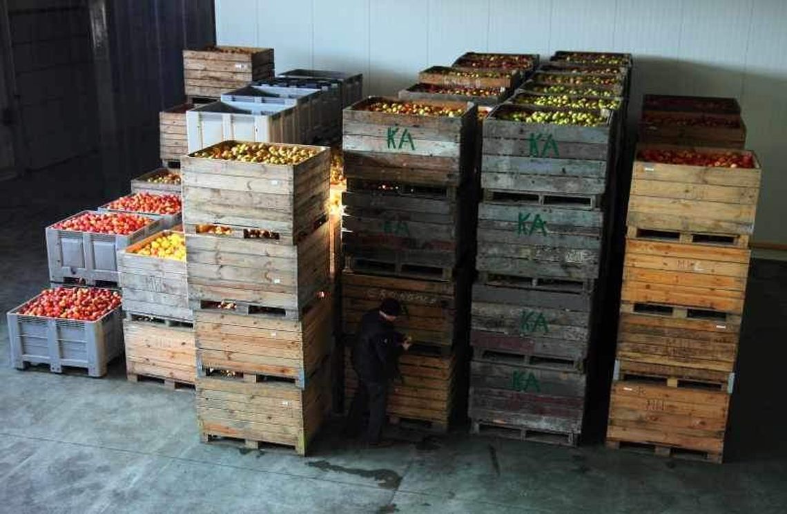 Polskie jabłko nie dla Obamy?