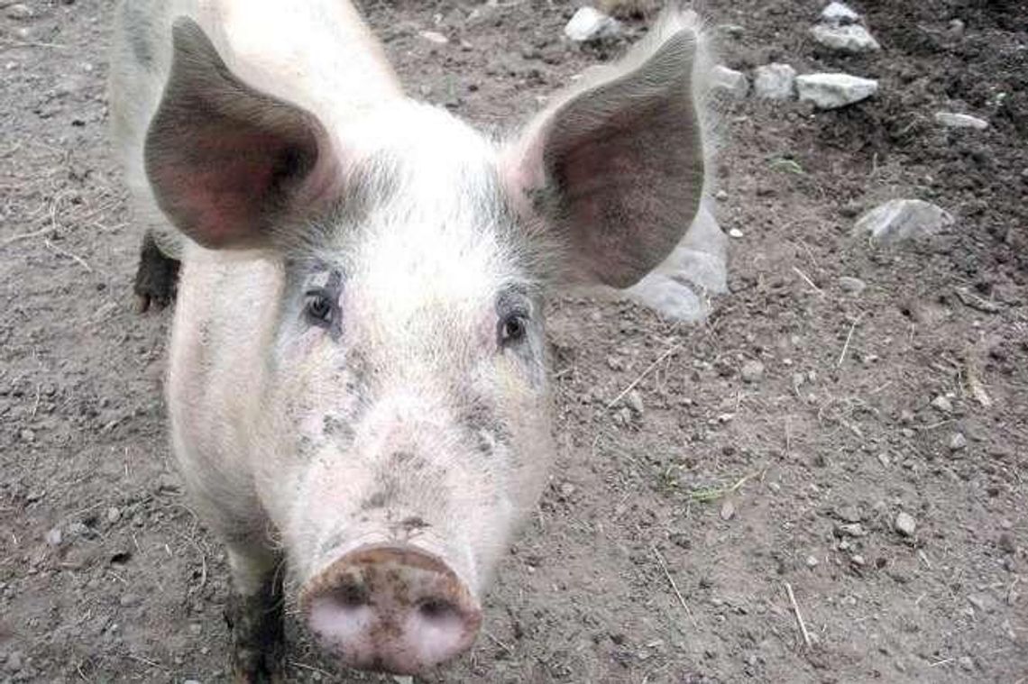 Polskie mięso pod wspólną marką. Producenci chcą oznakowania Polskie mięso pod wspólną marką. Producenci chcą oznakowania