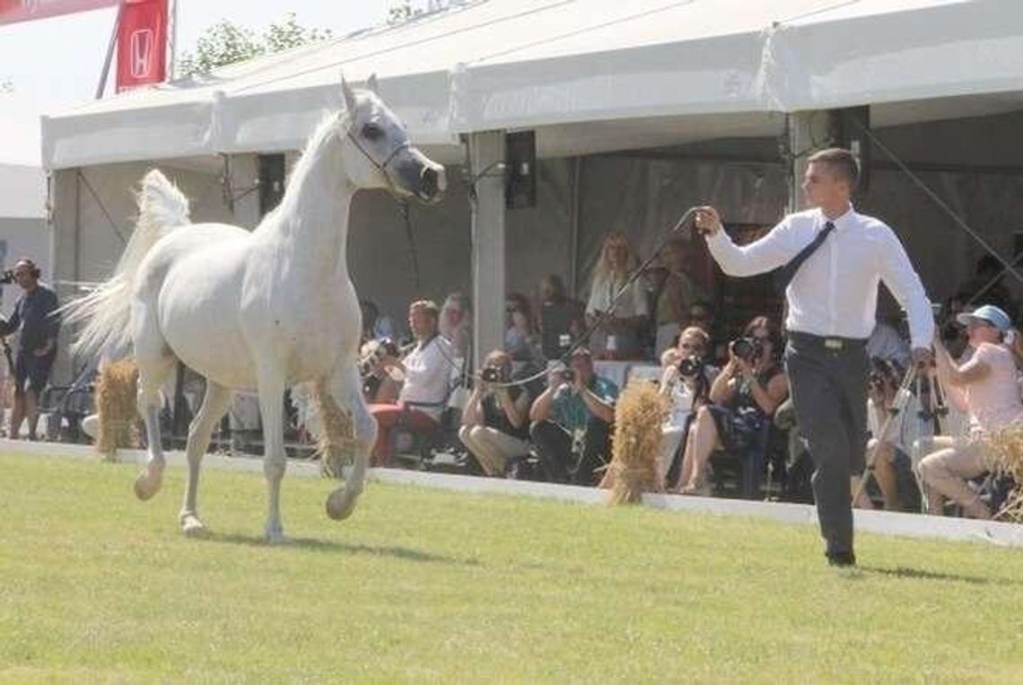 Polturf zrywa umowę ze stadniną w Janowie Podlaskim. Kto przygotuje Pride of Poland?