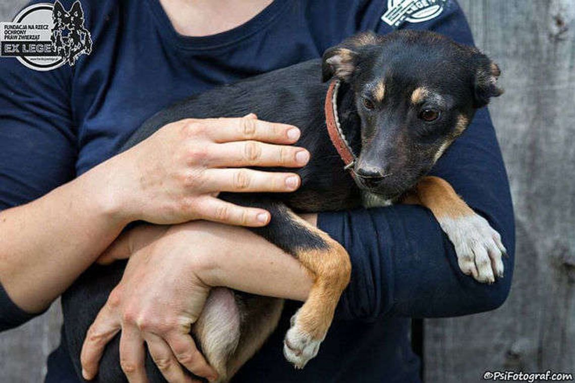 Pomagaj zwierzętom. Zostań wolontariuszem Fundacji EX LEGE