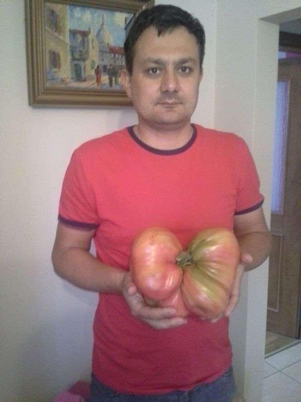 Pomidor-gigant. Waży prawie 2,5 kilograma