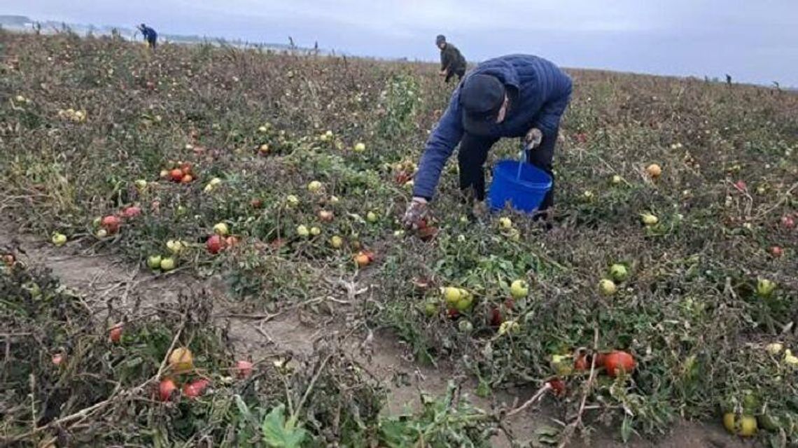 Pomidory do wzięcia za grosze. Rolnicy ratują plony i pomagają parafii