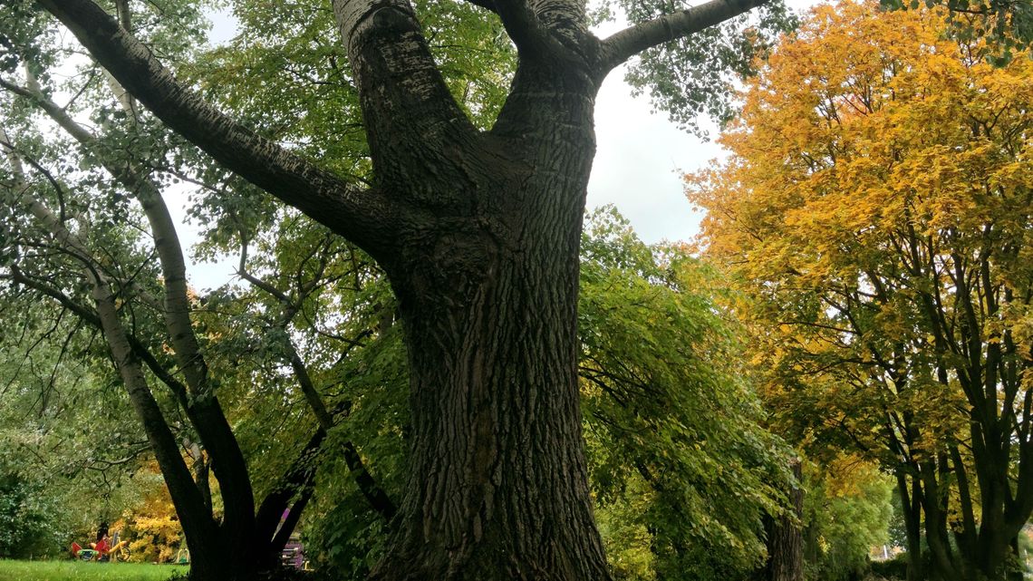 Pomnikowe topole. O dwie takie więcej w Lublinie
