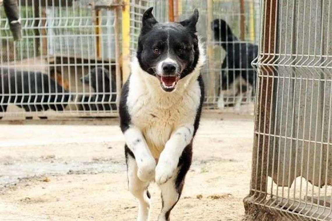 Pomoc dla psów z Krzesimowa. Dużo zachęt do adopcji