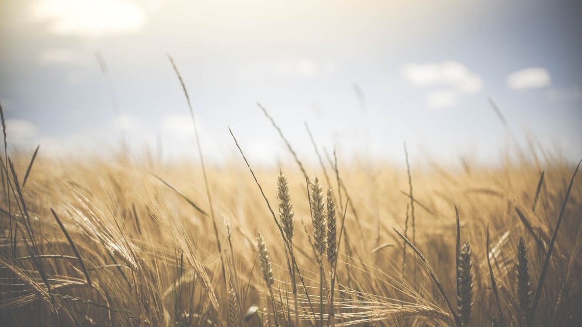Pomoc dla rolników. Wydłużone terminy składania wniosków do ARiMR Pomoc dla rolników. Wydłużone terminy składania wniosków do ARiMR