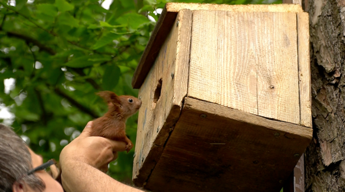 Pomógł małym wiewiórkom. A teraz wypuścił je na wolność