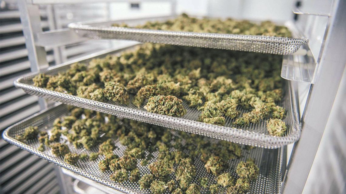 Pomógł umierającej matce przyjaciela, trafił do sądu. Za olejek z konopi indyjskich