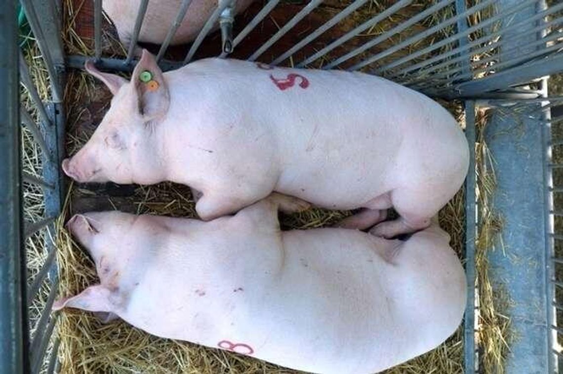 Pomór świń - kto za to zapłaci? Rolnicy i samorządy już liczą straty Pomór świń - kto za to zapłaci? Rolnicy i samorządy już liczą straty