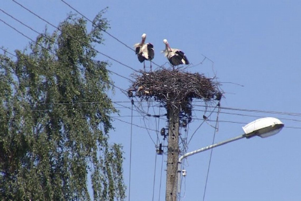 Pomór wśród bocianów. Zimna wiosna zdziesiątkowała pisklęta (wideo)