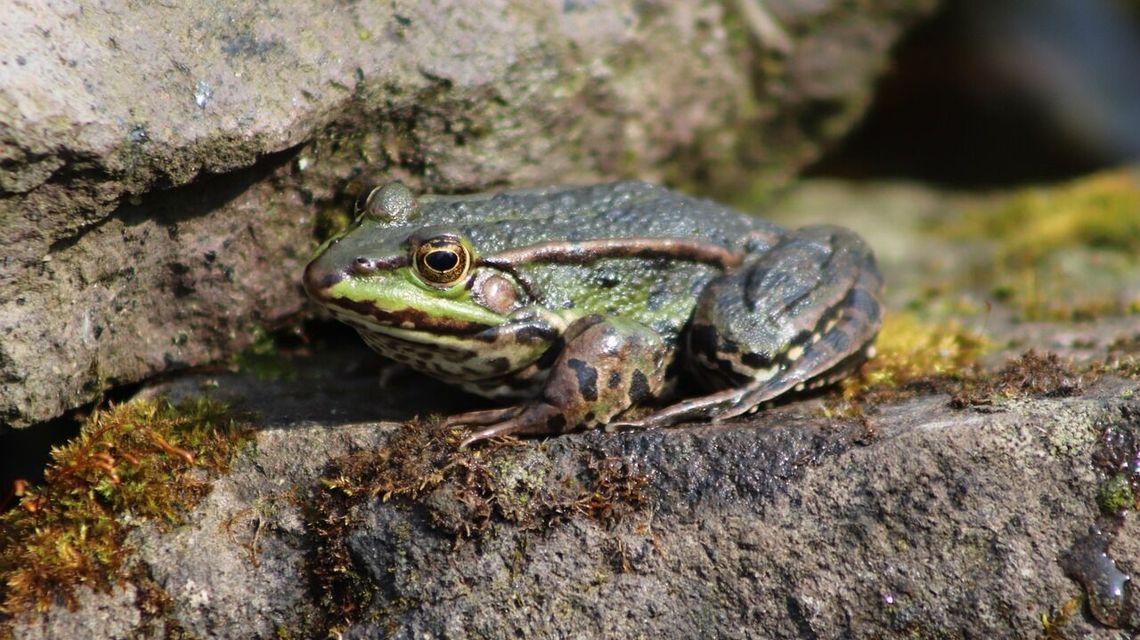 Pomóż żabce trafić do wody. Miasto zaprasza do udziału w akcji