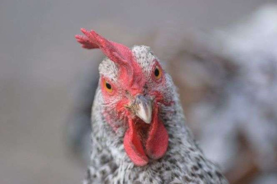 Pomysł na biznes. Jaka kura zniesie złote jajka?