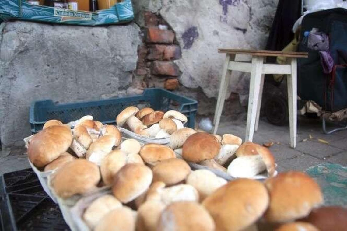 Pomysł na weekend: Na grzyby! Albo po grzyby