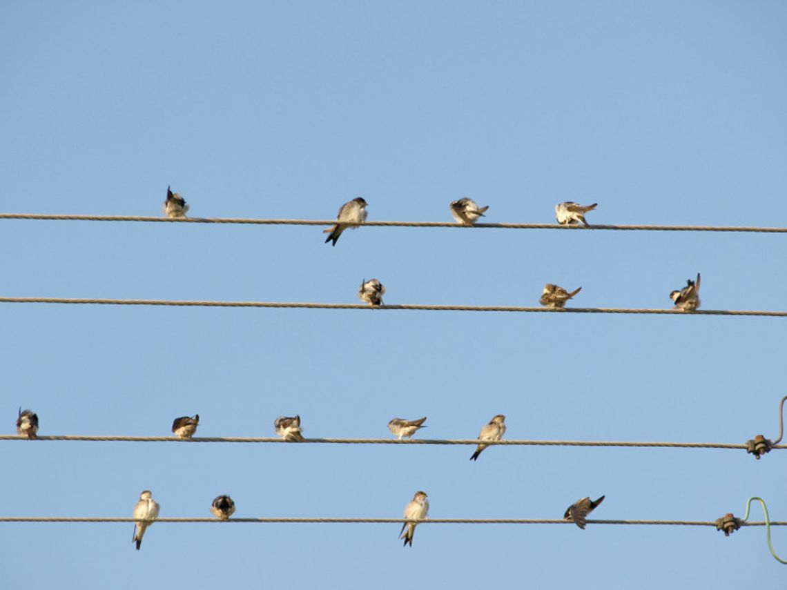 Pomysły na majowy weekend: Ptasia wycieczka