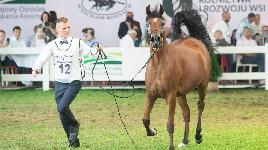 Ponad 1,5 mln euro za konie w Janowie Podlaskim. Który był najdroższy?