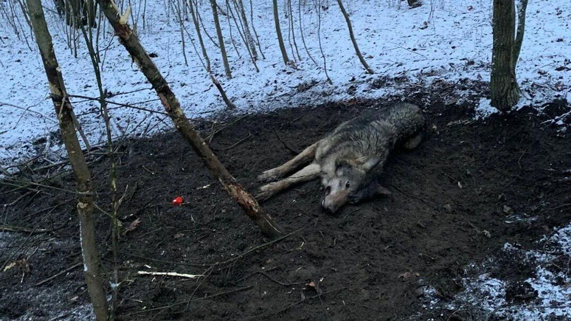 Ponad 28 tysięcy wnyków rocznie. Wpadają w nie też wilki
