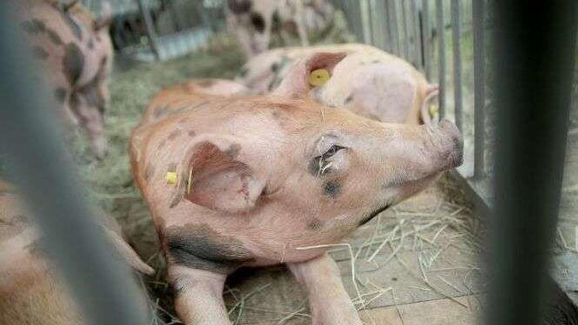 Ponad 600 świń do wybicia. ASF w gospodarstwach w powiecie biłgorajskim i zamojskim