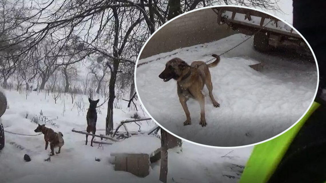 Poniatowa. 18 owczarków na mrozie uwiązanych do drzewa. A to hodowla psów