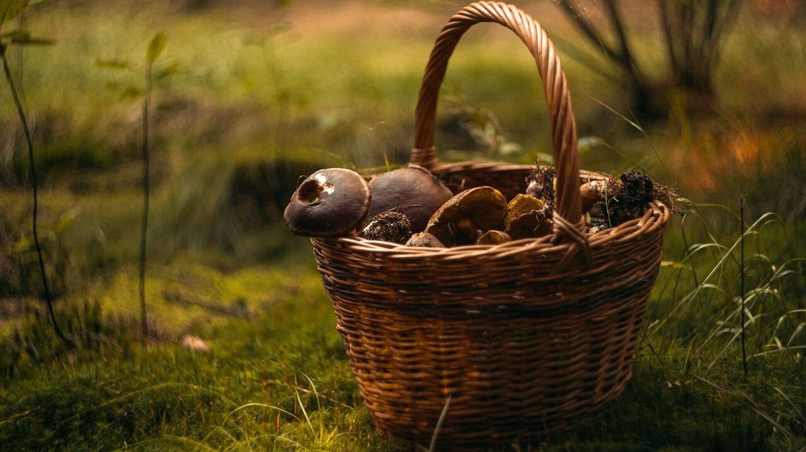Popadało i rosną. Idziemy na grzyby. Ale ostrożnie… 
