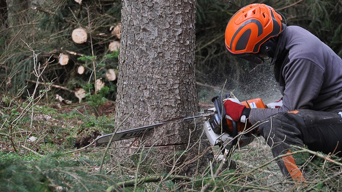 Poradnik kupującego: 6 kryteriów wpływających na wybór piły łańcuchowej