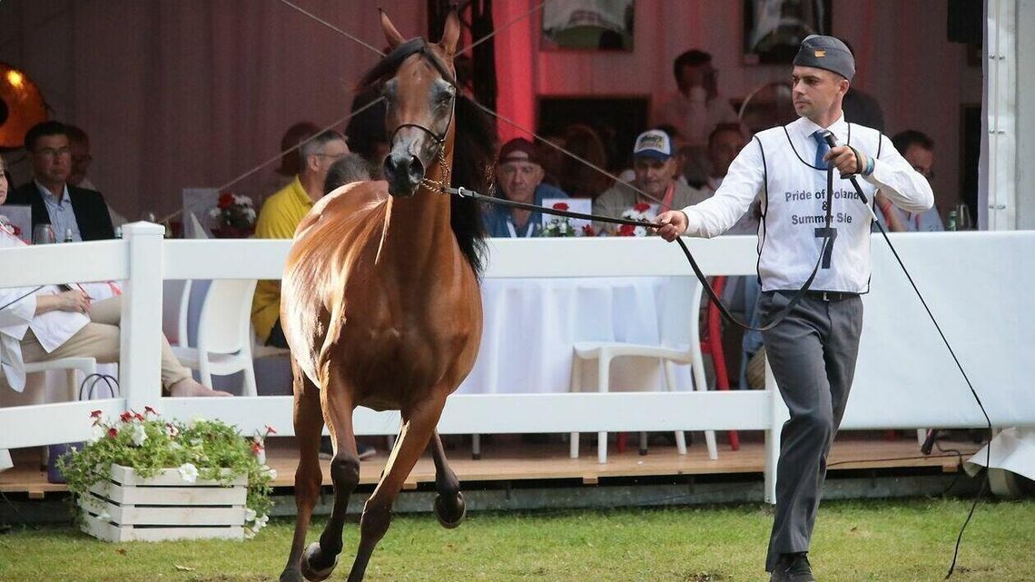 Porażka Pride of Poland 2022. Francuz „zrobił w konia” stadniny i nie zapłacił Porażka Pride of Poland 2022. Francuz „zrobił w konia” stadniny i nie zapłacił