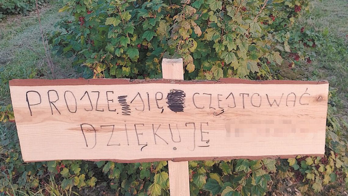 Porzeczki wciąż czekają na rwanie bez pytania. Znamy kolejną lokalizację, gdzie można zebrać owoce bez płacenia Porzeczki wciąż czekają na rwanie bez pytania. Znamy kolejną lokalizację, gdzie można zebrać owoce bez płacenia