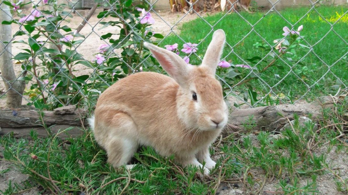 Porzucone w lesie koło Lublina chore króliki. Sprawą zajmuje się policja Porzucone w lesie koło Lublina chore króliki. Sprawą zajmuje się policja