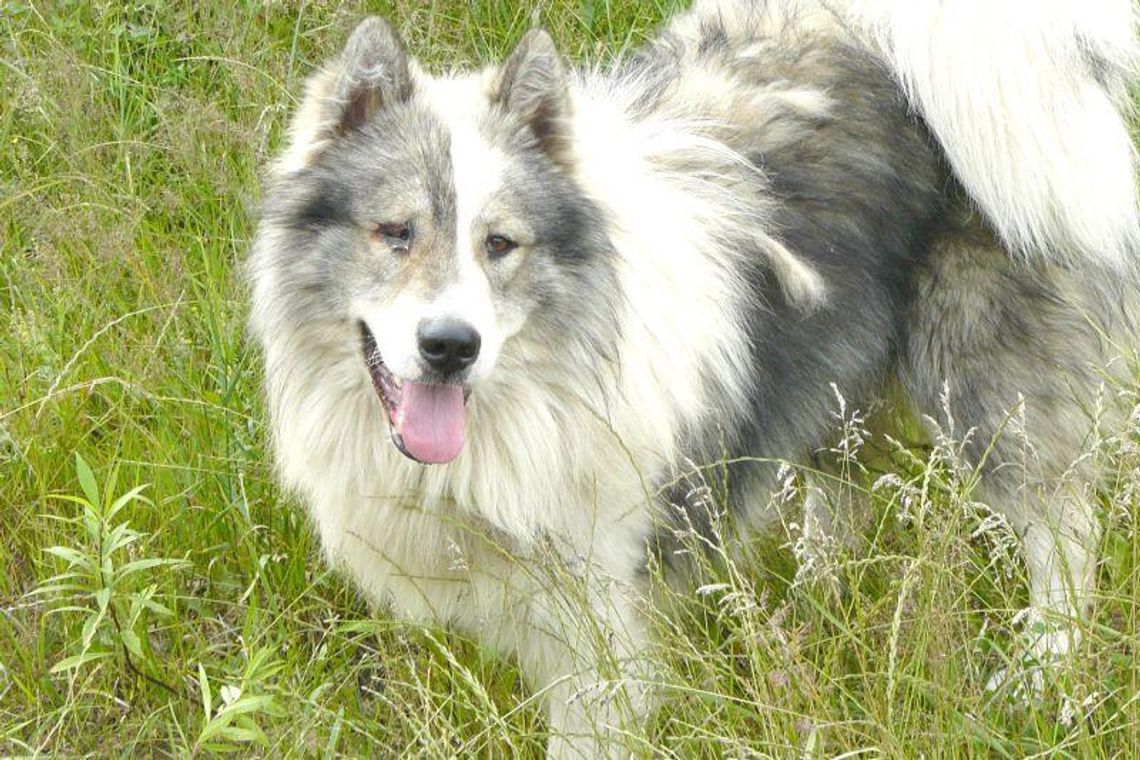 Porzucone zwierzęta czekają na pomoc