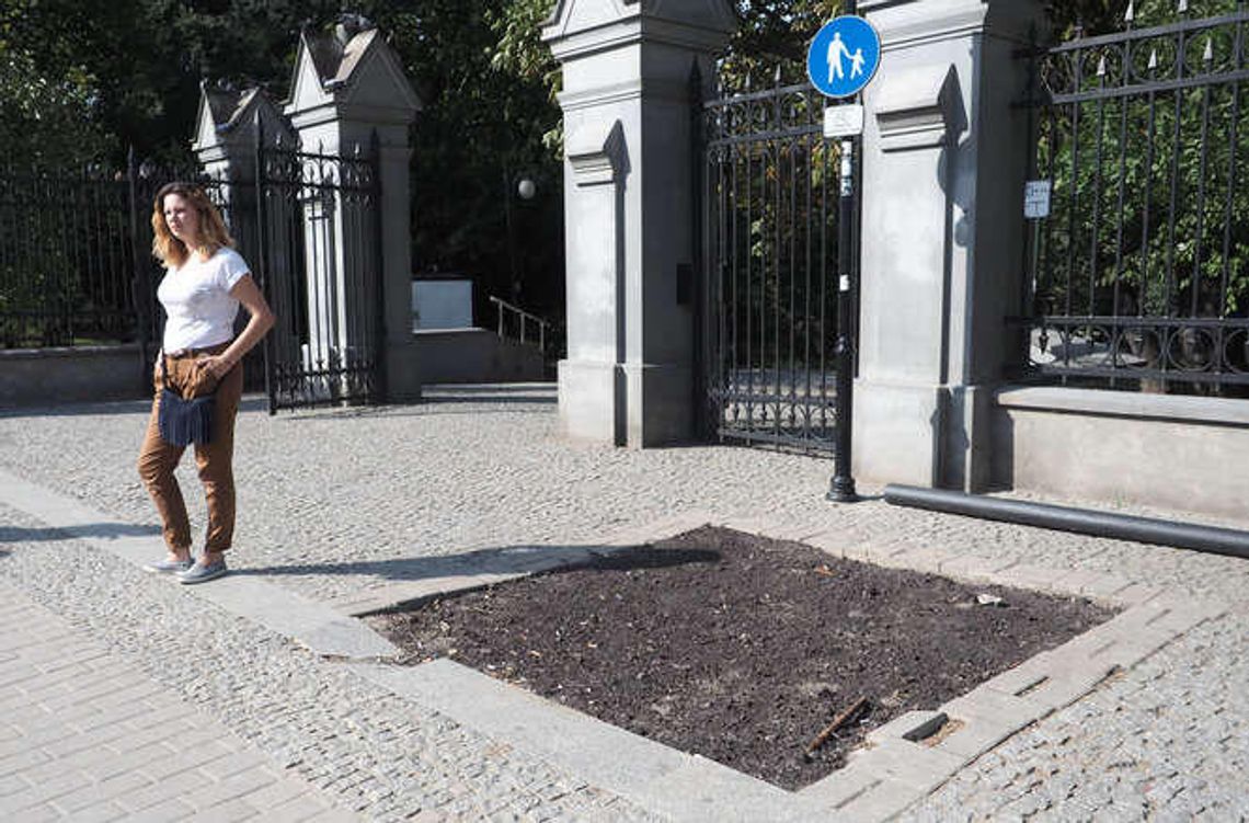Posadzą grab w miejsce wyciętej topoli koło Ogrodu Saskiego