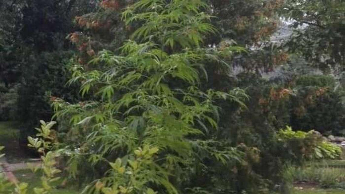 Posadził pomidory? Wyrosło coś innego