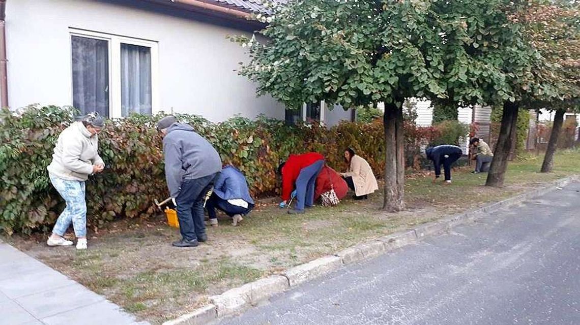 Posadzili 600 krokusów. Pomysł kandydatki do rady miasta