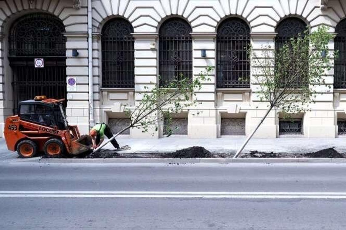 Posadzili drzewa, a za dwa dni wyrwali. Nie spodobały się urzędnikom