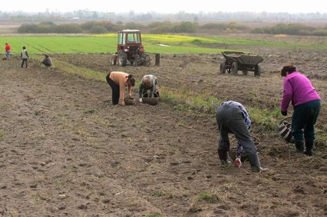 Poseł PO: Gigantyczne premie w resorcie rolnictwa to policzek dla rolników 