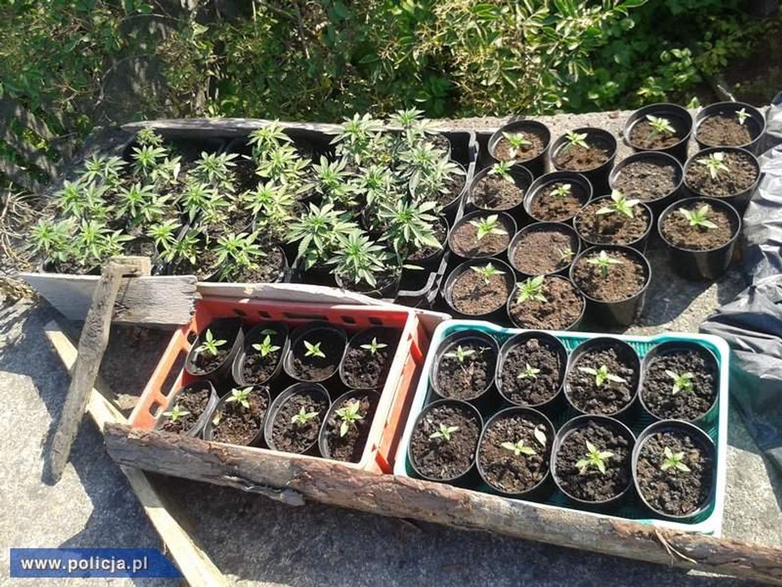 Posiedzą za plantację konopi (wideo)