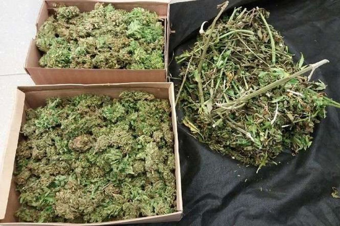 Posiedzi za ziele. Miał ponad kilogram marihuany