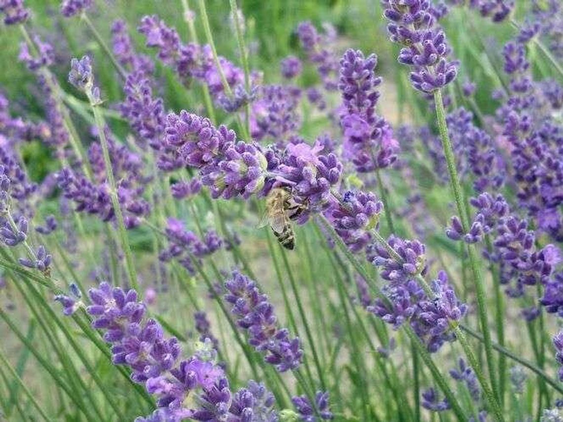Pospolite zioła o właściwościach leczniczych, które warto znać!