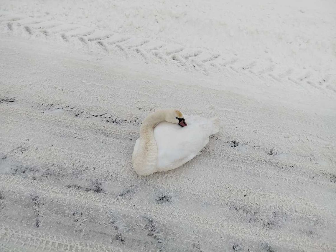 Nietypowa interwencja hrubieszowskich policjantów