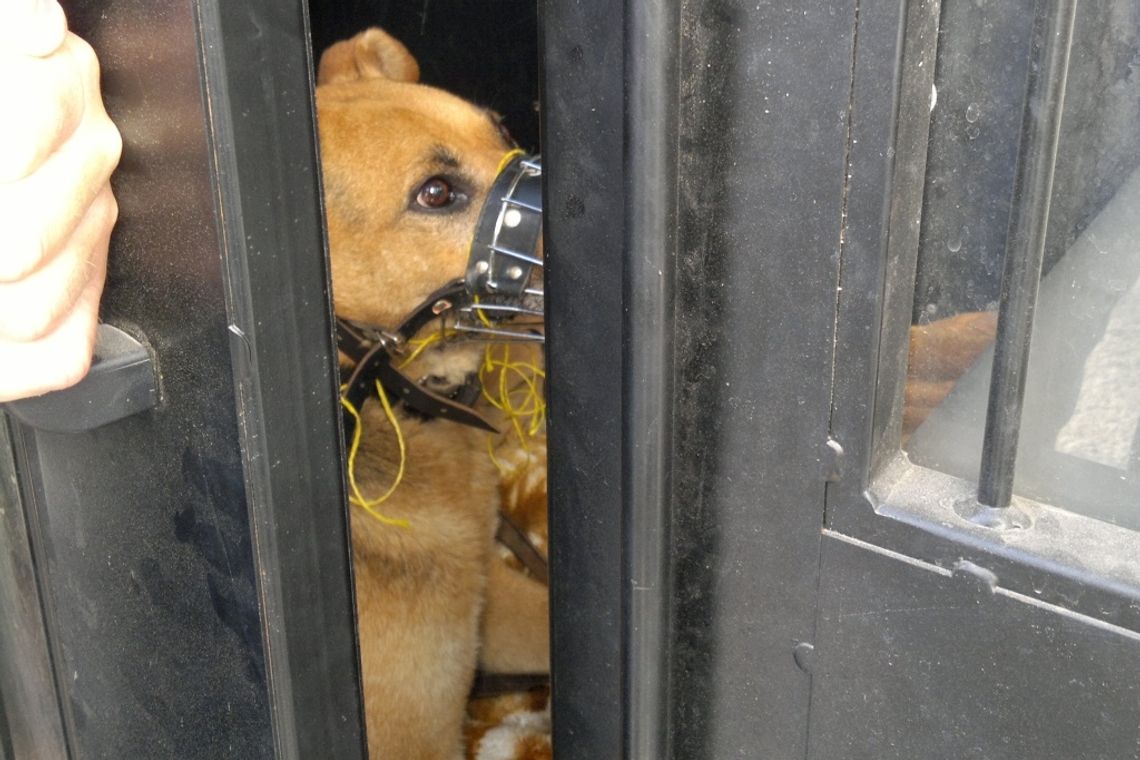 Poszczuł psem policjantów. \"Bierz ich!\"