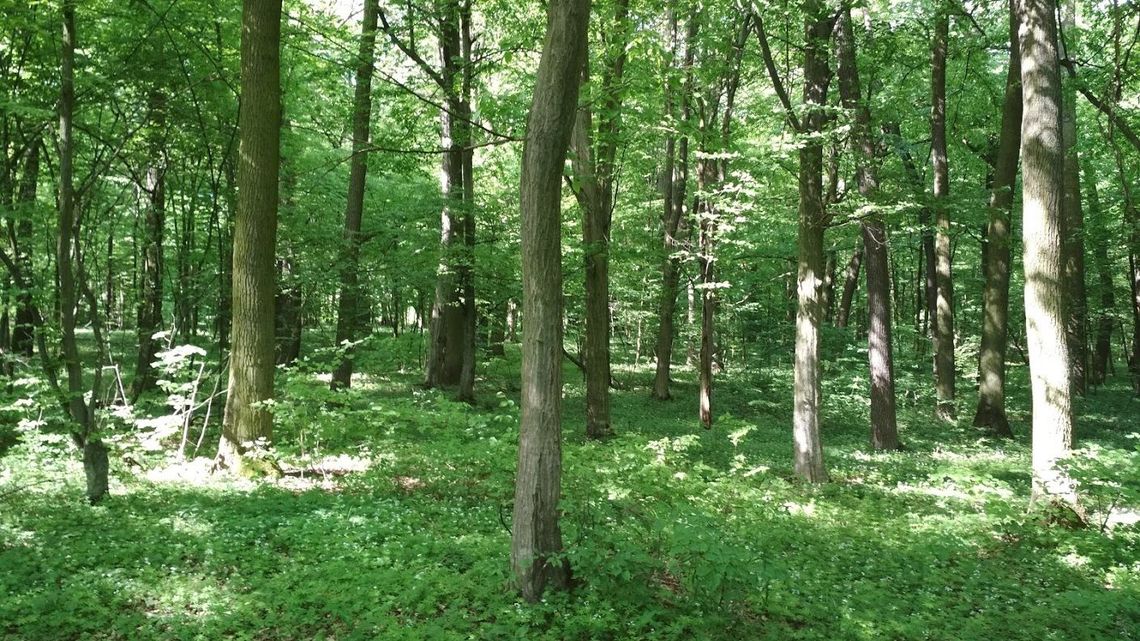 Poszedł do lasu pobawić się bronią. Dwa dni później bolała go głowa, lekarz odkrył coś zaskakującego