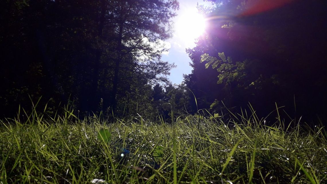 Poszedł na grzyby i zabłądził. 76-latka szukała policja