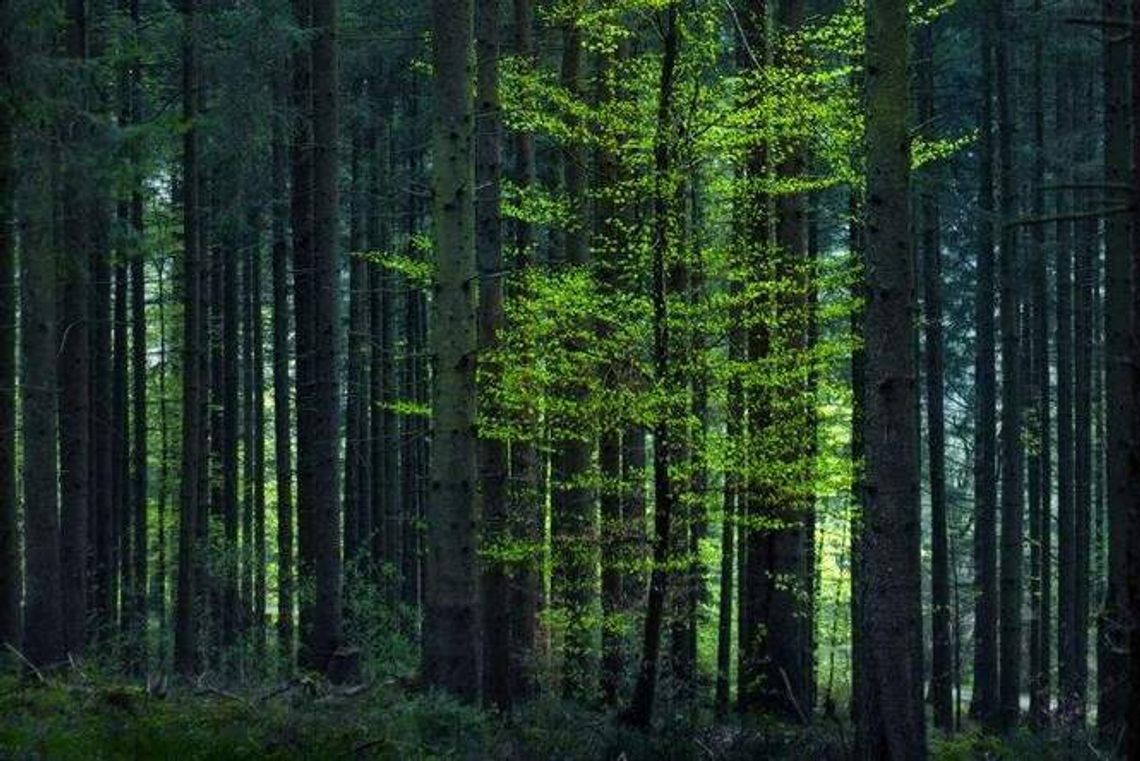Poszła na grzyby, urodziła w lesie pijane dziecko. Teraz uciekła ze szpitala