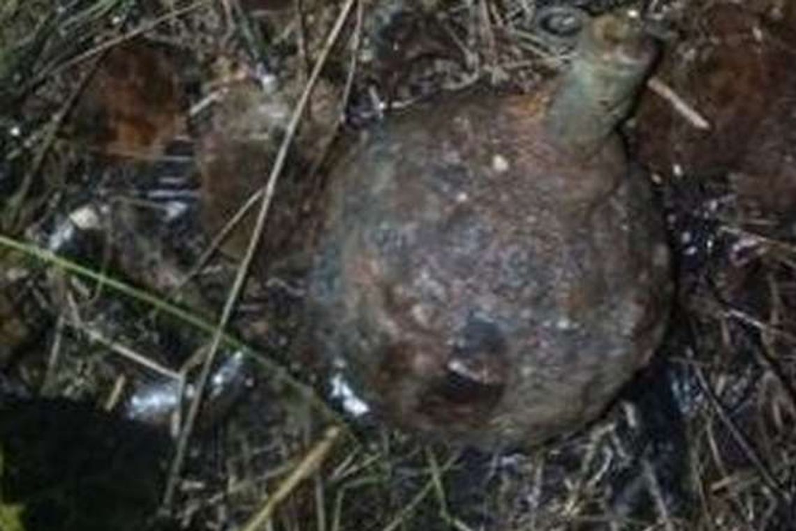 Poszła na grzyby, znalazła granat