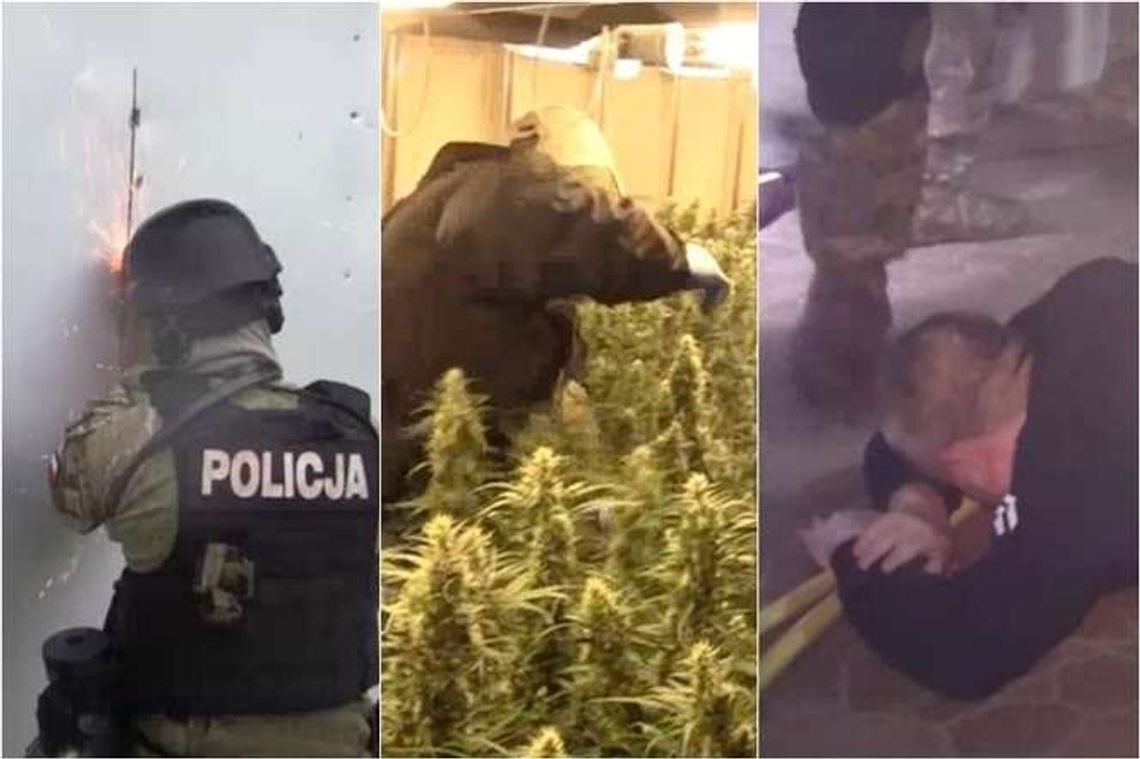 Potężna plantacja konopi indyjskich pod Lublinem. Wietnamczycy mieli ponad 50 kg marihuany Potężna plantacja konopi indyjskich pod Lublinem. Wietnamczycy mieli ponad 50 kg marihuany