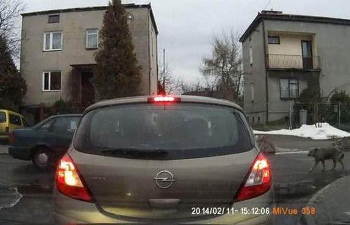 Potrącił psa i zostawił. Sąd uniewinnił kierowcę, a ukarał właścicielkę