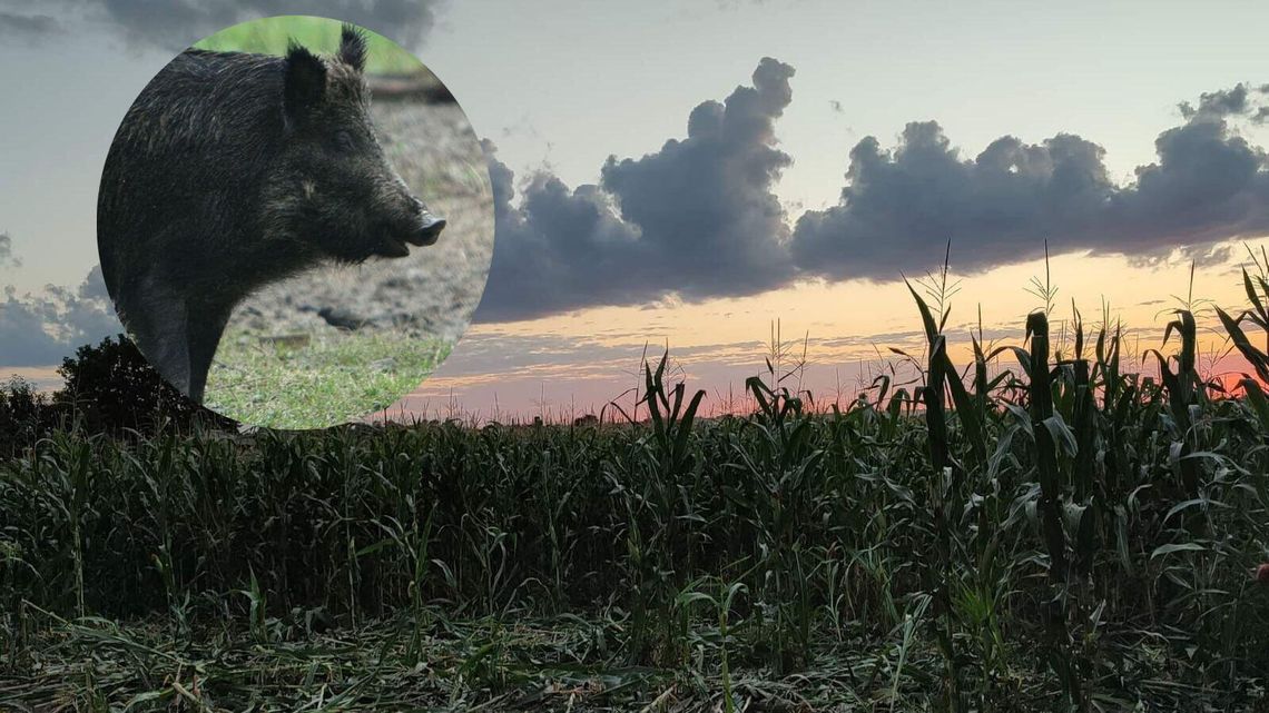 "Potrafią gonić rowerzystów i samochody". Radny alarmuje w sprawie dzików "Potrafią gonić rowerzystów i samochody". Radny alarmuje w sprawie dzików