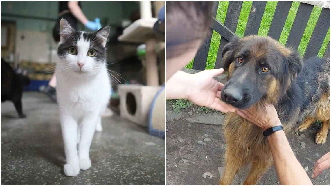 Potrzebna pomoc dla "Tulimy". Stowarzyszenie pomagające zwierzętom szuka nowego lokum Potrzebna pomoc dla "Tulimy". Stowarzyszenie pomagające zwierzętom szuka nowego lokum