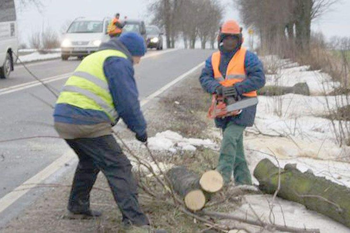 Pow. chełmski: Starostwo sprzedaje drewno. Będzie licytacja