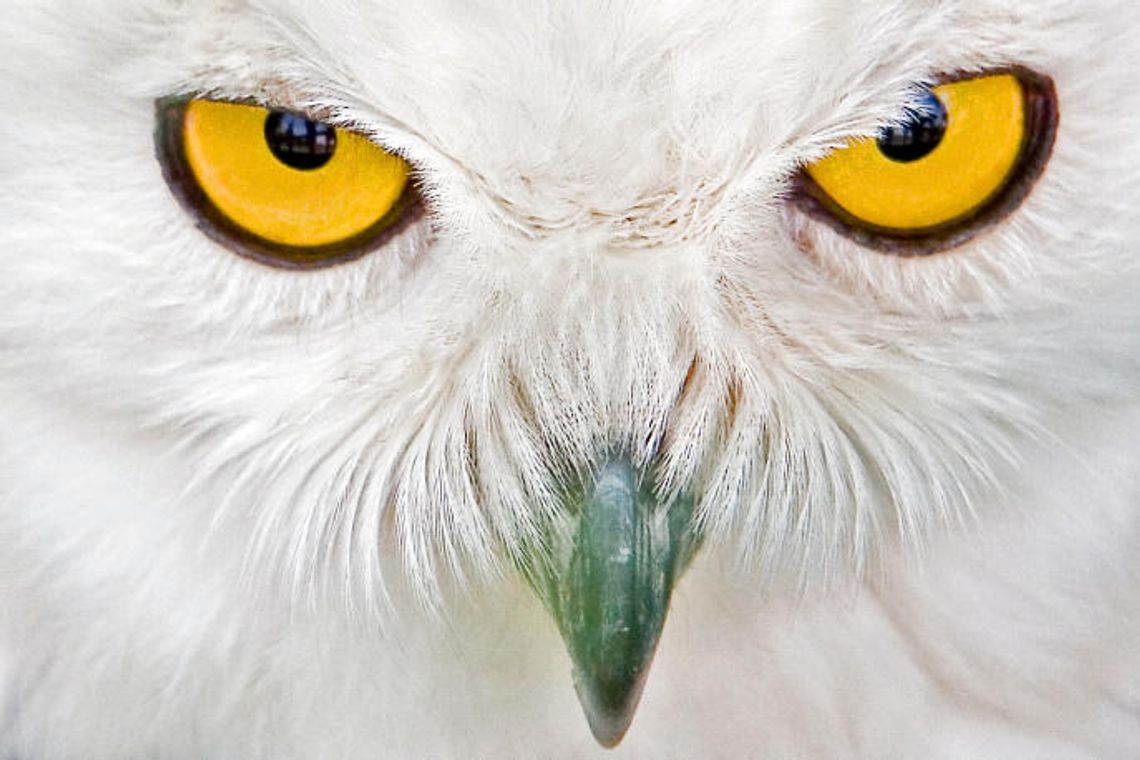 Pow. kraśnicki: Strażacy pomagali schwytać sowę