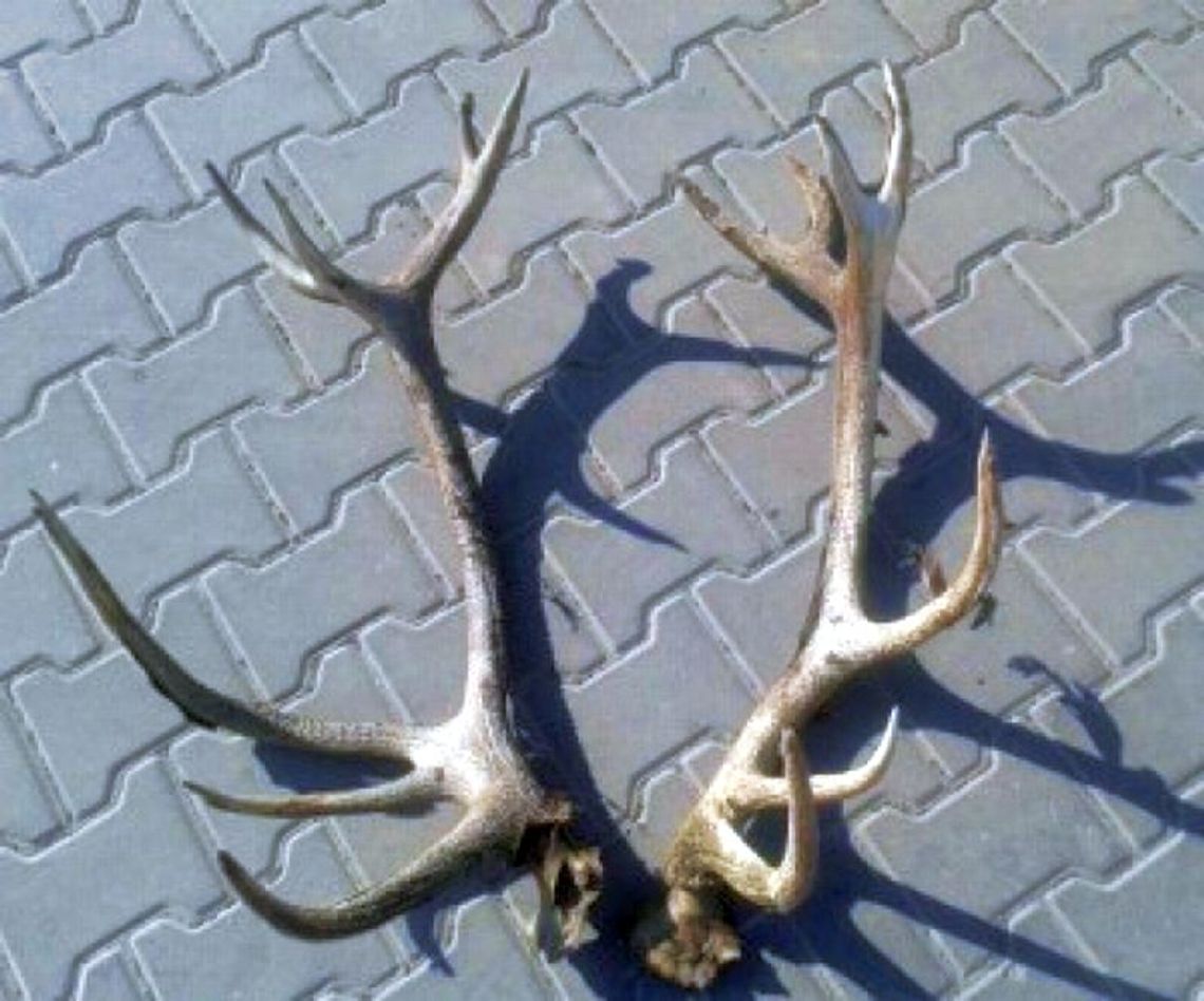 Poważne kłopoty za odcięcie poroża martwego jelenia